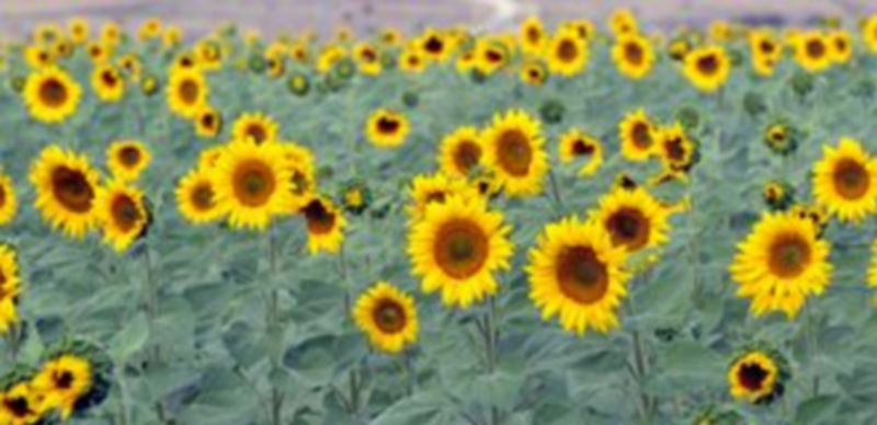 Imagen de un campo de cultivo de girasol para aceite el pasado verano en la provincia. / Kamarero