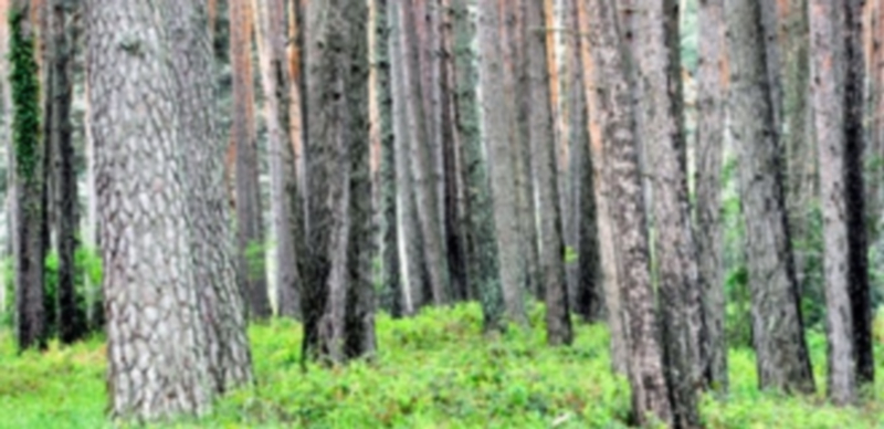 Las inversiones en el ámbito forestal del Gobierno regional han superado ya los 13 millones en esta legislatura. / Kamarero