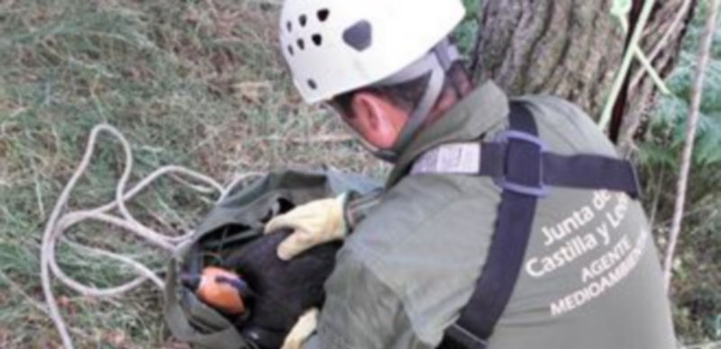 Un agente medioambiental protege al pollo de buitre negro. / El Adelantado