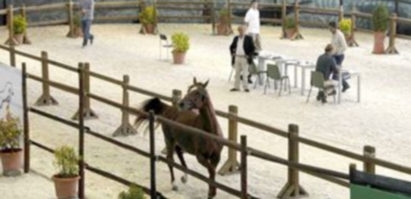 Imagen de archivo del Centro Ecuestre de Castilla y León. / A. Benavente