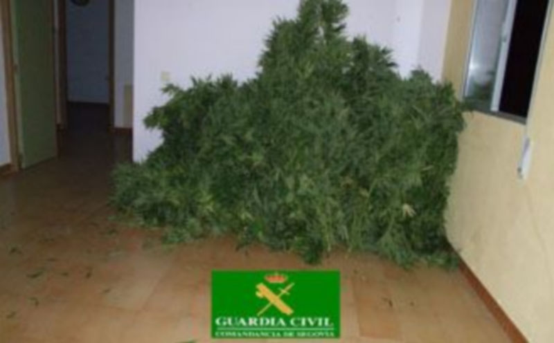 Un grupo de plantas encontrado en uno de los domicilios de los detenidos. / E.A.