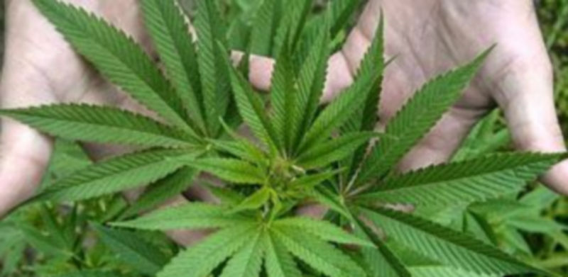 Fotografía de archivo de una planta de Cannabis sativa. / El Adelantado