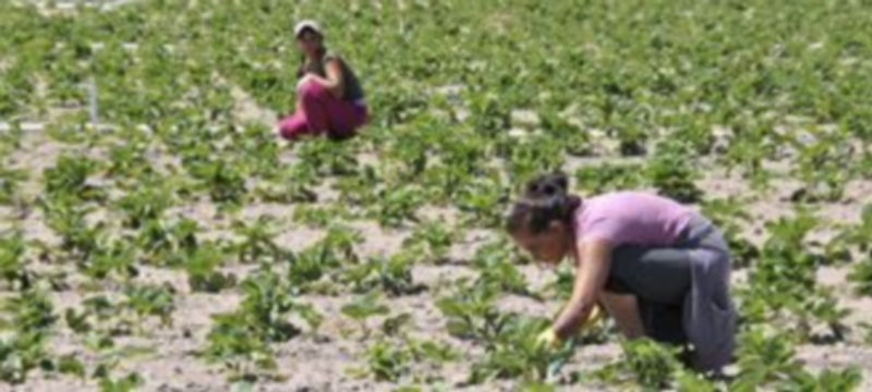 La afiliación de trabajadores extranjeros ha descendido un 3,7% en el último año 1 El sector agrícola emplea a numerosos extranjeros. / Juan Martín