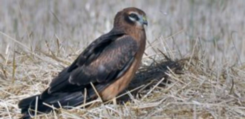 Pollo de aguilucho cenizo