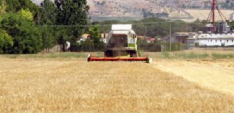 La agricultura es uno de los pocos sectores en los que se redujo el paro durante el mes de septiembre. / Ical