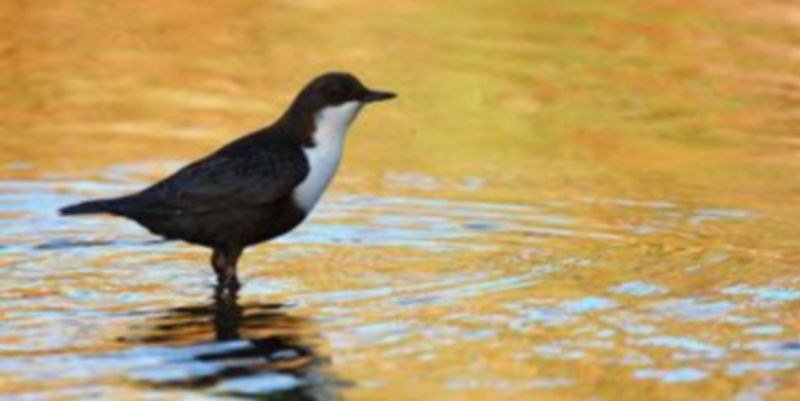 Un ejemplar de mirlo acuático