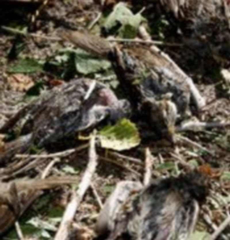 Pájaros muertos sobre una tierra tras un pedrisco en Cuéllar en 2008.