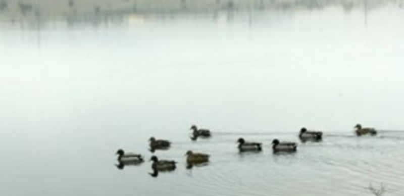 Una bandada de patos
