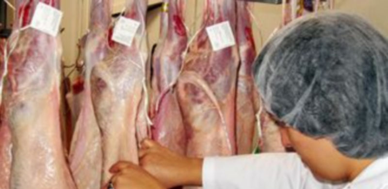 Varias canales de corderos pertenecientes a la marca Segolechal