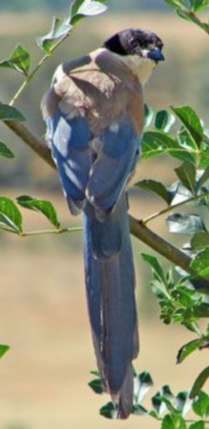 Imagen de un rabilargo ibérico