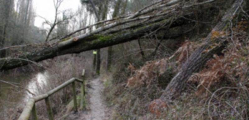 Ayer podían observarse algunos árboles caídos sobre el recorrido de la Senda. / Gabriel Gómez