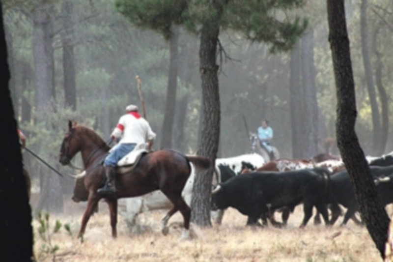 No se permitirá la participación activa de menores de 18 años en el encierro