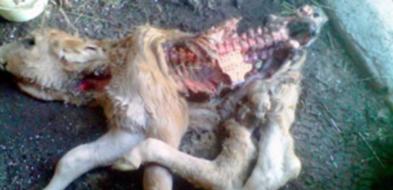 Ternero devorado en un ataque de lobos
