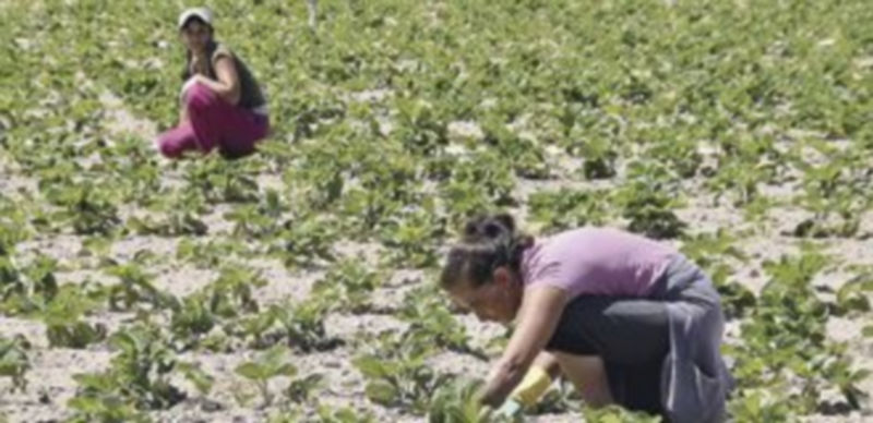 El sector agropecuario registra durante el año muchos altibajos en la afiliación a la Seguridad Social. / Juan Martín