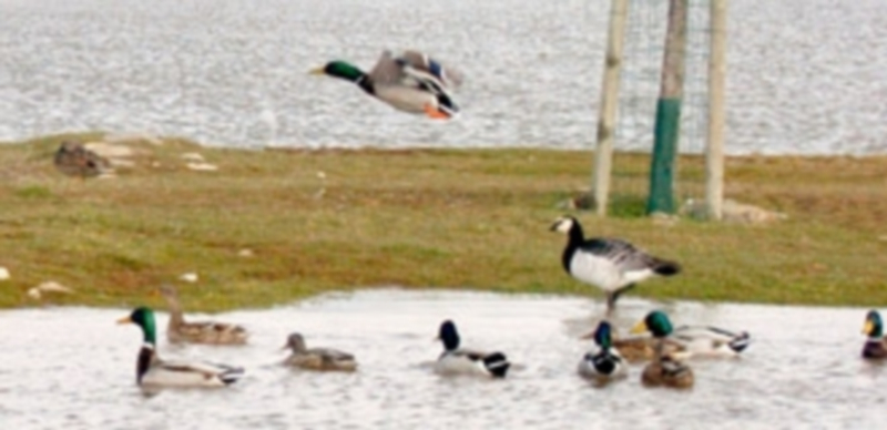 Diversas especies de aves acuáticas