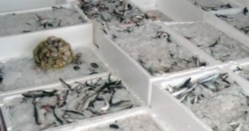 Los únicos alimentos con pueden tener anisakis son los pescados marinos. / Ical