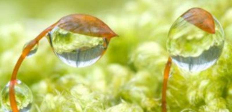 “Los farolillos del bosque”