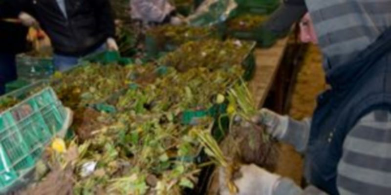 Trabajadores del sector agrícola