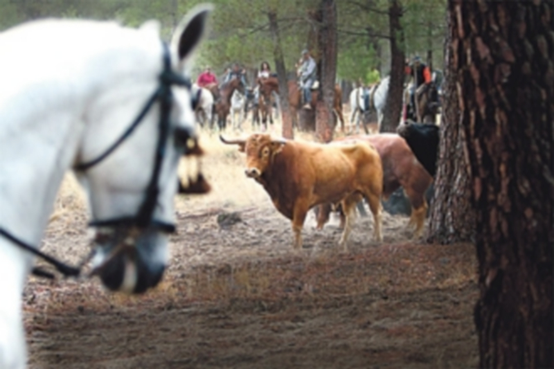 Los programas de fiestas llegarán a los domicilios 1 Imagen del cartel anunciante de las fiestas de 2015