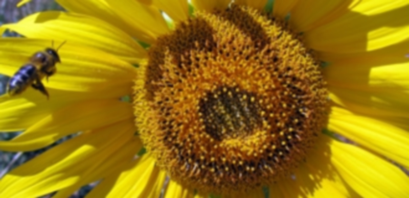 La región se enfrenta legalmente a Cantabria para defender su miel 1 Una abeja se acerca a un girasol para coger su polen. / Europa Press