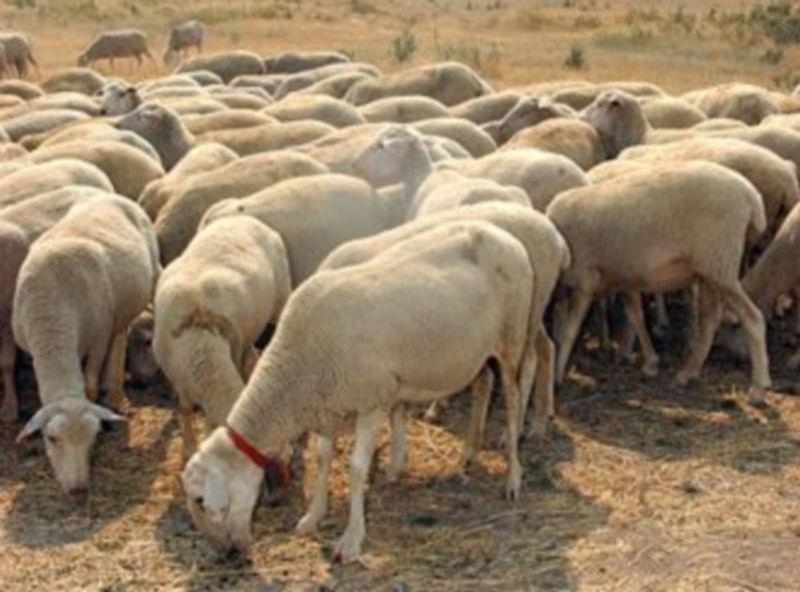 Los costes de producción hacen inviable la pervivencia de los ganaderos del sector. / F.Descalzo