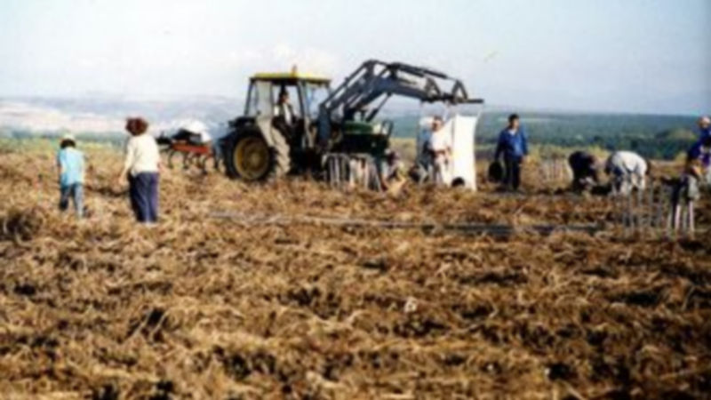 Trabajadores del sector hortícola
