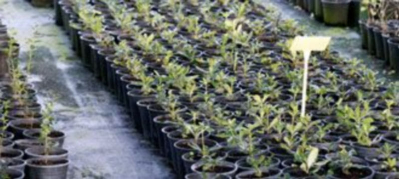 Ejemplares cultuvados en el vivero cuellrano de plantas de la villa. / Gabriel Gómez