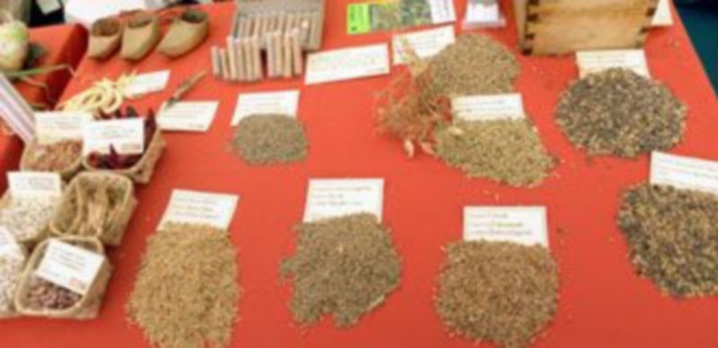 La amplia variedad de semillas autóctonas centrarán las jornadas que se desarrollen el próximo sábado. / El Adelantado