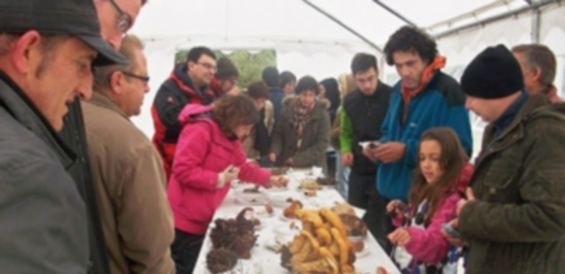 Un momento de la clasificación de los ejemplares recolectados. / El Adelantado