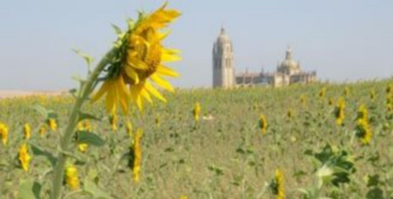 Un campo de girasoles en las proximidades de la ciudad de Segoviam