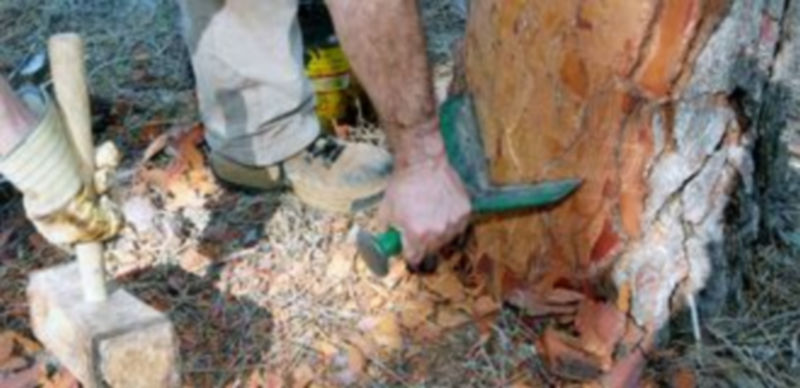 Un profesional de la resina trabaja en un pinar de la provincia de Segovia. / G. Herrero