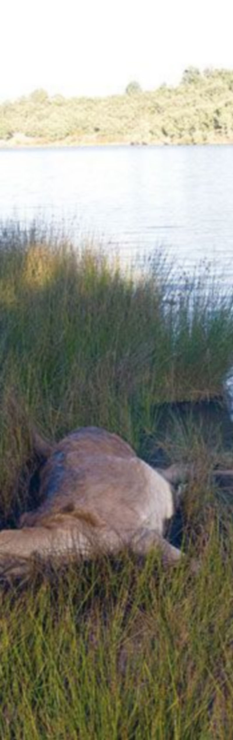 Ciervos muertos en Codesal (Zamora)