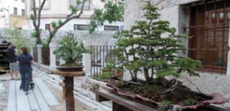 Exposición permanente de bonsáis en en centro Tenerías. / Gabriel Gómez