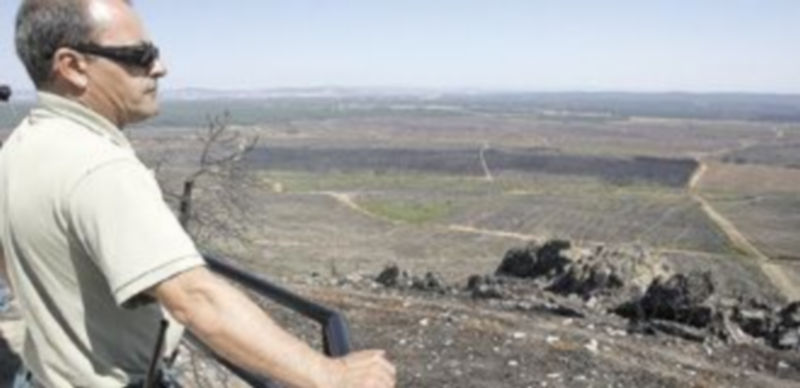 Regeneración de pinos en una de las zonas afectadas por el incendio de Castrocontrigo (León). / ICAL