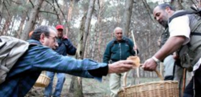 Las setas y los hongos