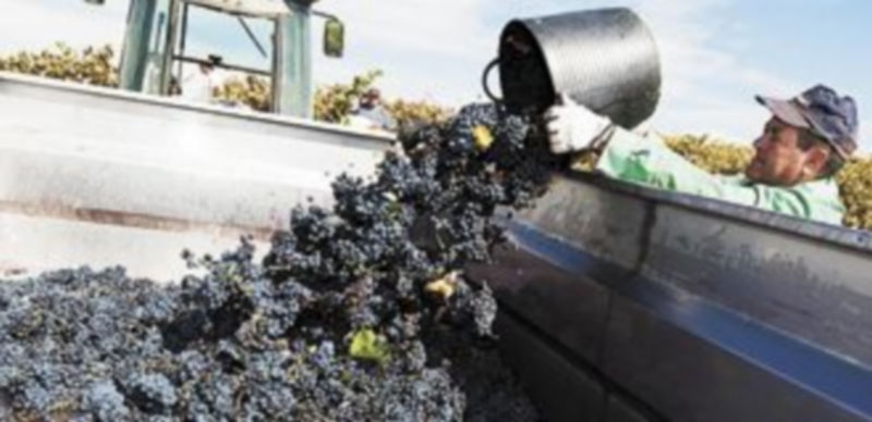 Un temporero vacía un cuévano de uvas durante la vendimia. / Ical