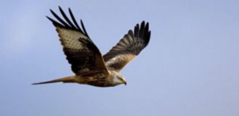 El descenso de la población de milano real ha generado un inclusión por parte del Ministerio de Agricultura en la categoría “en peligro de extinción”. / Santiago Álvaro Muñoz.