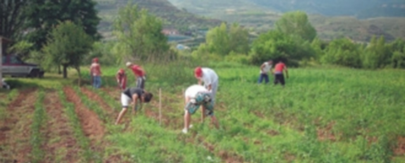 Varios agricultores se afanan en las tareas del campo