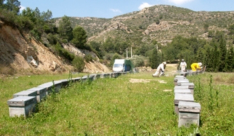 Varios operarios trabajan en una explotación apícola