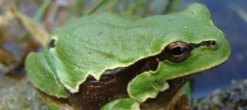 Imagen de un ejemplar de la fauna anfibia de Castilla y León. / El Adelantado.