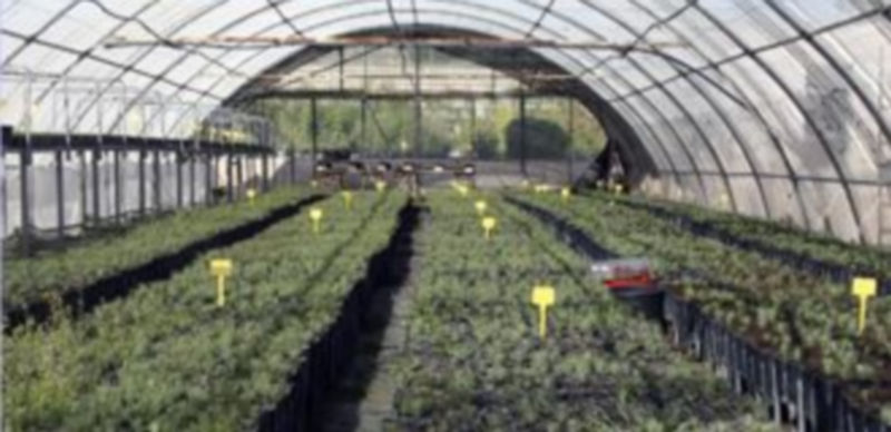 Plantas del vivero municipal que serán utilizadas en la forestación de tierras agrícolas./ Gabriel Gómez.