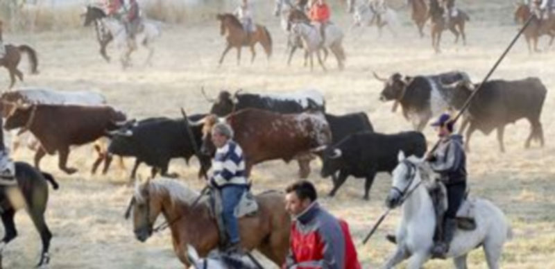 El quinto encierro de las fiestas