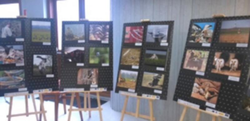 La sala cultural acoge esta muestra hasta el día 27 en horario de actividades. / Asociación Honorse-Tierra de Pinares