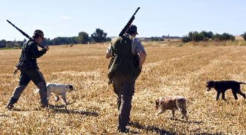 Varios cazadores con sus perros
