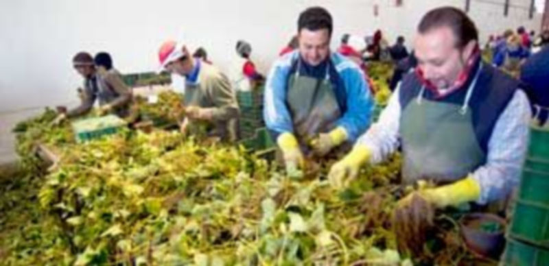 La campaña de la fresa ha empleado estos días a varios miles de trabajadores que proceden de otros países