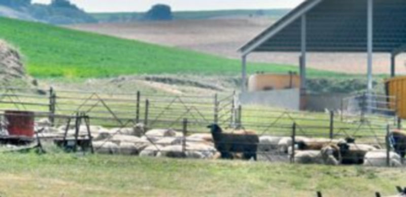 El objetivo de la ayuda es sufragar el gasto que conlleva la eliminación de aquellos animales que se mueren. / Kamarero