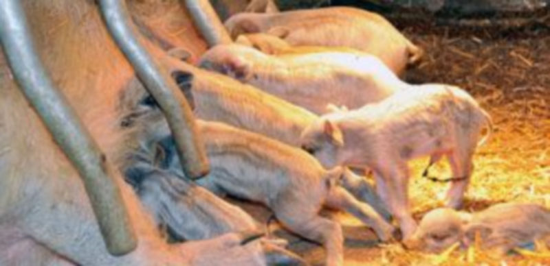 Los tostones de la variedad rubia