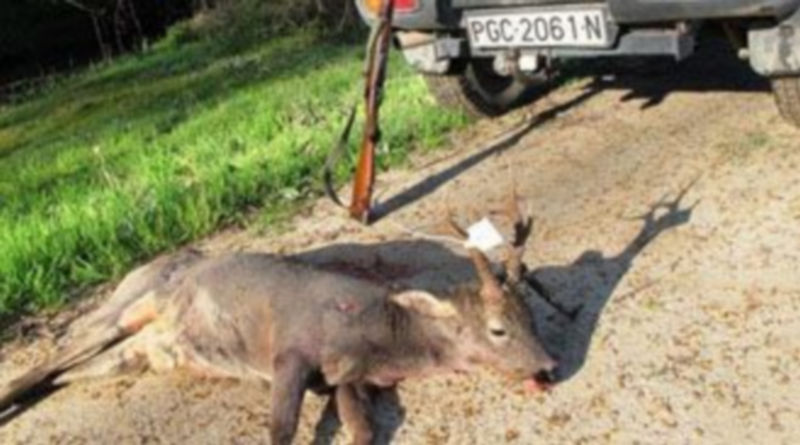 Pieza intervenida por la patrulla del Servicio de Protección de la Naturaleza de la Guardia Civil de Coca. / El Adelantado
