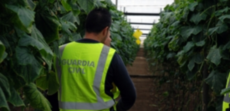 Uno de los agentes del equipo Roca durante su investigación en el robo de una explotación agrícola. / EP