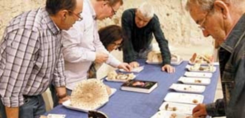 Las Jornadas Micológicas celebradas en Cuéllar atraen a numeroso público de la comarca. / C. N.